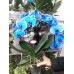 Блакитна, Синя Орхідея Каскад